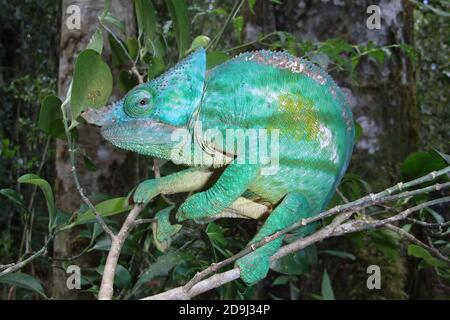 Chameleon di Parson (Calumma parsonii cristifer) maschio Foto Stock