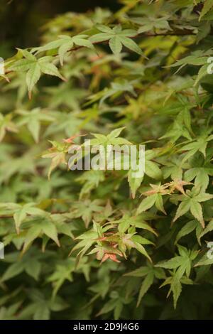 Shot verticale di foglie di acero verde Foto Stock