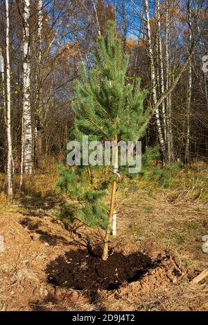 Giovane pineta recentemente piantato nel Parco di Bitsevski (Parco di Bitsa). Mosca, Russia. Foto Stock