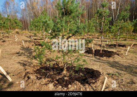 Giovani alberi di pino recentemente piantati nel Parco di Bitsevski (Parco di Bitsa). Mosca, Russia. Foto Stock