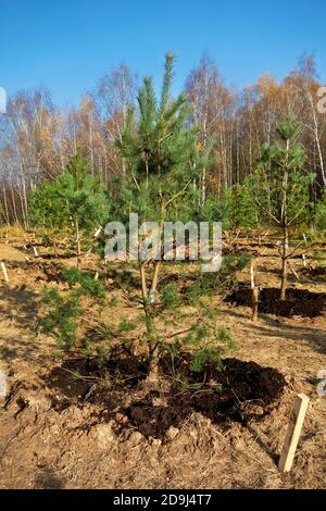 Giovani alberi di pino recentemente piantati nel Parco di Bitsevski (Parco di Bitsa). Mosca, Russia. Foto Stock
