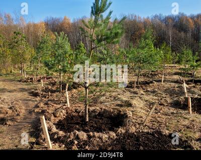 Giovani alberi di pino recentemente piantati nel Parco di Bitsevski (Parco di Bitsa). Mosca, Russia. Foto Stock