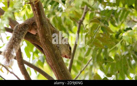 Scoiattolo su un ramo di albero nella fotografia di ombra da sotto Foto Stock