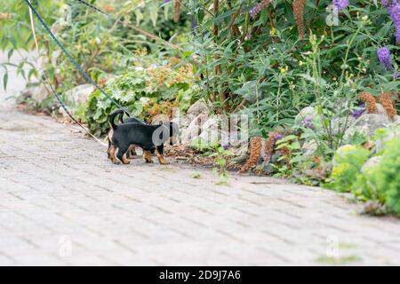 Due Jack Russel Terrier puppys. Cani neonati che giocano per l'abete Foto Stock