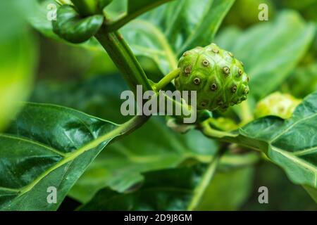 Crude di frutta Noni con foglie verdi. Grande morinda, Mulbery indiano, Morinda citrifolia.16:9 stile Foto Stock