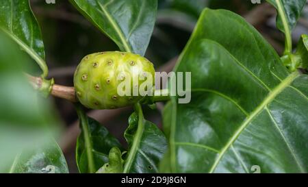 Crude di frutta Noni con foglie verdi. Grande morinda, Mulbery indiano, Morinda citrifolia.16:9 stile Foto Stock