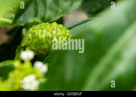 Crude di frutta Noni con foglie verdi. Grande morinda, mulatto indiano, Morinda citrifolia Foto Stock