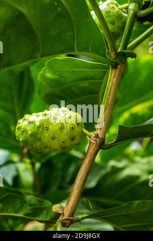 Crude di frutta Noni con foglie verdi. Grande morinda, mulatto indiano, Morinda citrifolia Foto Stock