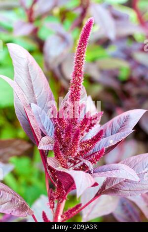 Amaranto Rosso (Amaranthus cruentus) Foto Stock