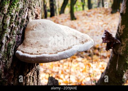 Fomes fomentarius (comunemente noto come fungo di tonder, fungo di tonder falso, fungo di hoof, conk di tonder, polyporus di tonder o fungo dell'uomo di ghiaccio) su albero vivo Foto Stock