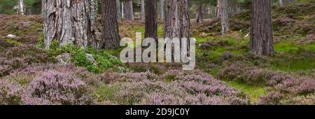 Tronchi e erica di pino scozzese, Foresta di Ballochbuie, Balmoral Estate, vicino a Braemar, Aberdeenshire, Scozia. Panoramica. Foto Stock