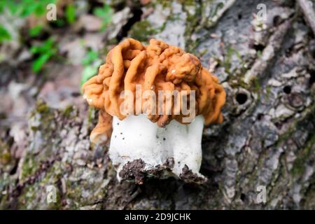 Funghi gyromitra esculenta (noto come Falso morello) in foresta di primavera che posa su abbaio albero caduto Foto Stock