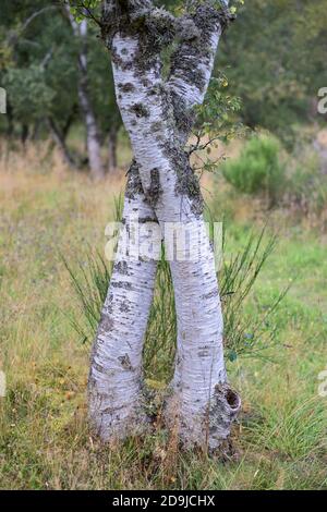 Coppia di tronchi d'albero di Silver Birch intrecciati, vicino a Tarland, Aberdeenshire, Scozia. Foto Stock