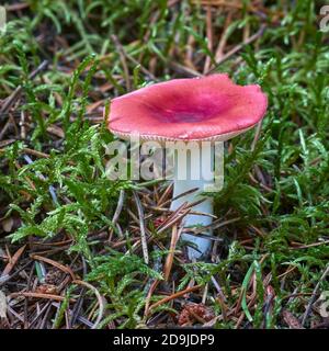 Russula emetica, il Sickener, un fungo basidiomicete. Glenlivet, Moray, Scozia. Foto Stock