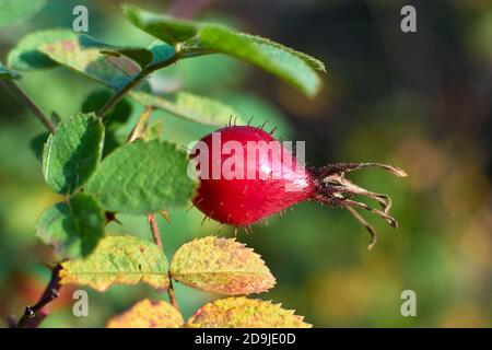 Rosa canina, Glenlivet, Moray, Scozia. Foto Stock