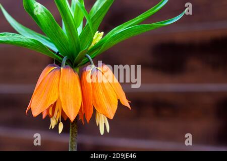 Corona di Kaiser (Fritillaria imperialis) fiore su sfondo recinto di legno Foto Stock