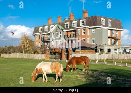 Due pony della New Forest che pascolano di fronte al Balmer Lawn Hotel vicino Brockenhurst nel New Forest National Park, Hampshire, Regno Unito Foto Stock
