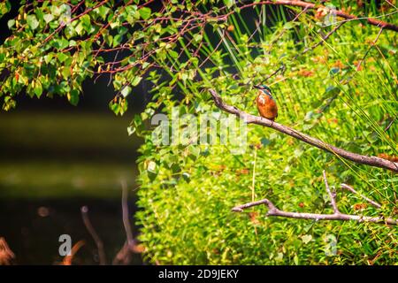 Comune Kingfisher europeo (Alcedo atthis) che siede su un ramo sopra il fiume. Arancio, blu e bianco uccello in estate. Foto Stock