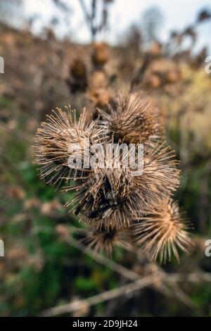 primo piano di teste di cardo selvatiche nel bosco Foto Stock