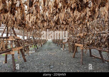 Stockfish merluzzo che asciuga al sole appeso sulla costruzione di legno, Islanda Foto Stock