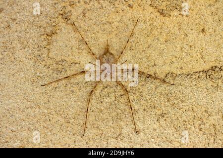 Il Bark Spider a lunga spinnerata è di solito trovato a riposo sul lato in giù e sono difficili da localizzare a causa del loro superbo camuffamento. Foto Stock