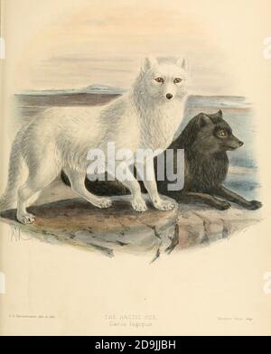 La volpe artica (Vulpes lagopus [qui come Canis lagopus]), conosciuta anche come volpe bianca, volpe polare, o volpe da neve, è una piccola volpe originaria delle regioni artiche dell'emisfero settentrionale e comune in tutto il bioma artico della tundra.[1][7][8] è ben adattata a vivere in ambienti freddi, ed è meglio conosciuto per la sua pelliccia calda e spessa che è usata anche come camouflage. Un monografo dei Canidae [dal latino, canis, 'dog') è una famiglia biologica di carnivori canini. Un membro di questa famiglia è chiamato un canido] da George Mivart, F.R.S. con intagli e 45 Foto Stock
