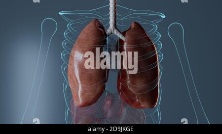 Anatomia degli organi interni su sfondo blu, rappresentazione biologica della medicina medica Foto Stock