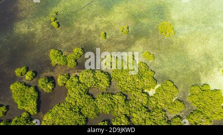 Vista tropicale della foresta di mangrovie verdi dall'alto, alberi, fiume. Paesaggio di mangrovie, ecosistema e concetto di ambiente sano. Mindanao, Filippine. Foto Stock