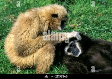 Iobati DI GIBBON BIANCHI CON LE MANI lar, GROOMING IN COPPIA Foto Stock