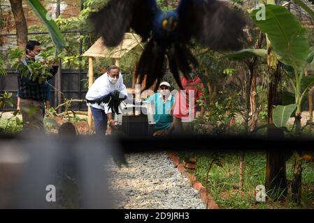 Guwahati, Assam, India. 5 Nov 2020. Una coppia di giacinti o di macaws blu che sono stati recuperati da animali contrabbandieri pochi giorni fa dal confine di Assam Mizoram è rilasciato all'interno della recinzione di Assam Stato Zoo da Parimal Suklabadiya Stato foresta rilascio ministro in Guwahati Assam India Venerdì 6 novembre 2020. Giacinti o macaws blu si trovano principalmente in Sud America Credit: Dasarath Deka/ZUMA Wire/Alamy Live News Foto Stock