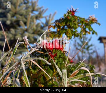 Roseanca ghiacciata al sole del mattino Foto Stock