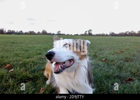 Felice bordo collie Tri Merle cane con gli occhi blu su il parco verde erba Foto Stock