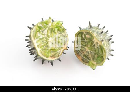 Cetriolo squirting tagliato a metà, due metà Foto Stock