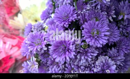 Vista panoramica dei fiori di Shevanti o Chrysanthems Foto Stock