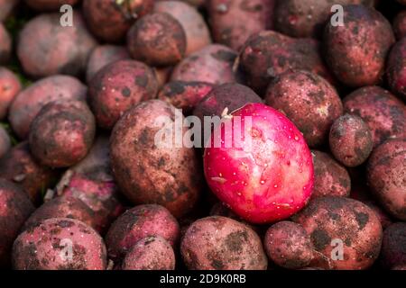 Una patata rossa lavata su quelle sporche. Patate rosse appena scavate nella fattoria. Foto Stock
