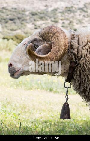 Ritratto di pecora di montagna cornuta maschile salvata durante la primavera, indossare la campana collata significa la leadership del sentito. Attico, Grecia, Europa. Foto Stock