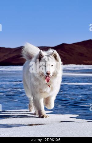 Samoyed cane morbido bianco su ghiaccio. Il cane Samoyed, molto soffice e ben curato, è seduto su un lago ghiacciato in inverno. Lago Baikal Foto Stock