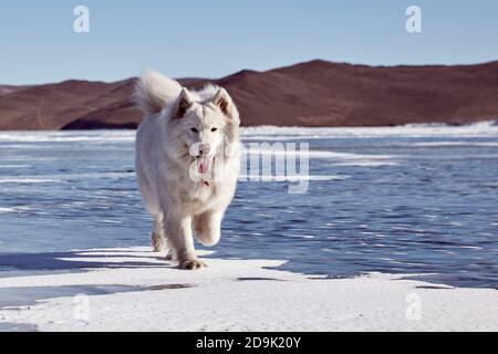 Samoyed cane morbido bianco su ghiaccio. Il cane Samoyed, molto soffice e ben curato, è seduto su un lago ghiacciato in inverno. Lago Baikal Foto Stock