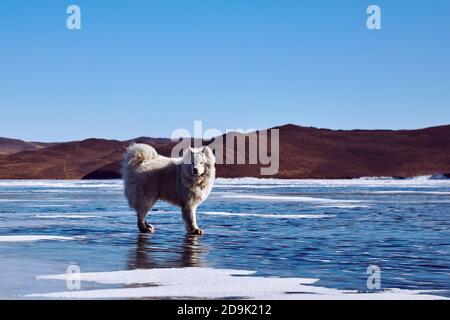 Samoyed cane morbido bianco su ghiaccio. Il cane Samoyed, molto soffice e ben curato, è seduto su un lago ghiacciato in inverno. Lago Baikal Foto Stock