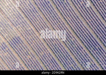Vista aerea dei campi agricoli in Provenza. Lavanda in fiore, incredibile paesaggio aereo. File di fiori di lavanda, natura infinita fioritura floreale Foto Stock