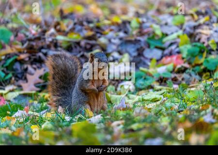 Un Fox Squirrel (Sciurus niger) che si trova sulle gambe posteriori tra foglie cadute in autunno. Foto Stock