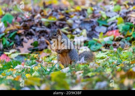 Un Fox Squirrel (Sciurus niger) che si trova sulle gambe posteriori tra foglie cadute in autunno. Foto Stock