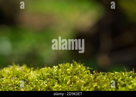 Foresta verde dello sfondo con una forcella di bianco moss leucobryum Foto Stock