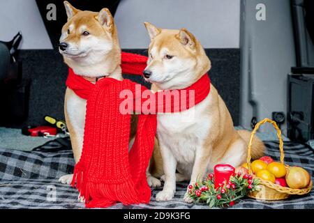 Due cani rossi, Laika giapponese, razza Siba-inu, indossano una sciarpa rossa, simbolo del Natale. Concept meeting Capodanno e amicizia. Foto di alta qualità Foto Stock