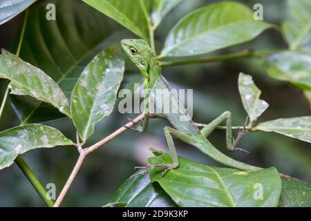 Verde lucertola perch sul ramo albero al Parco Nazionale di Niah Foto Stock