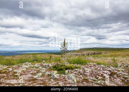 Vecchio Tjikko un vecchio albero di abete rosso nelle montagne svedesi Foto Stock