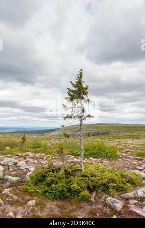 Old Tjikko un famoso albero di abete rosso nelle montagne svedesi Foto Stock