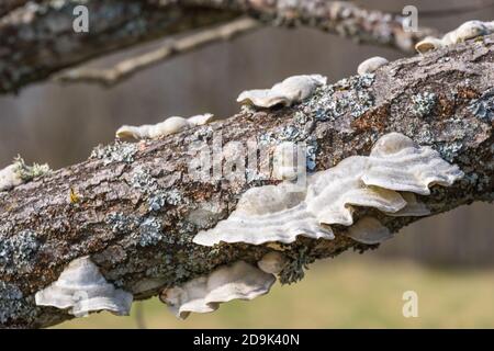 Ramo di albero con fungo bianco Foto Stock