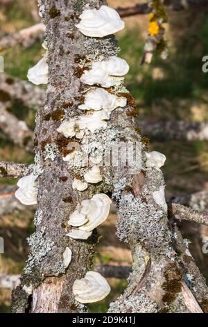 Funghi bianchi su un ramo di albero morto Foto Stock