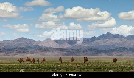 Cammelli Bactrian su un pascolo in Mongolia. Panorama del pascolo. Fonte di carne, latte e lana. Cammello giù, un souvenir preferito dei turisti. Foto Stock